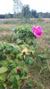 Leentje 03 Eenzame roos